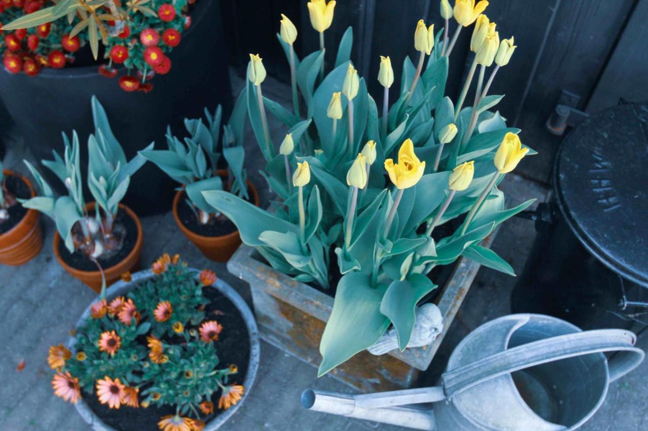 Tulpenhuys Villa Hoogmade Exterior photo